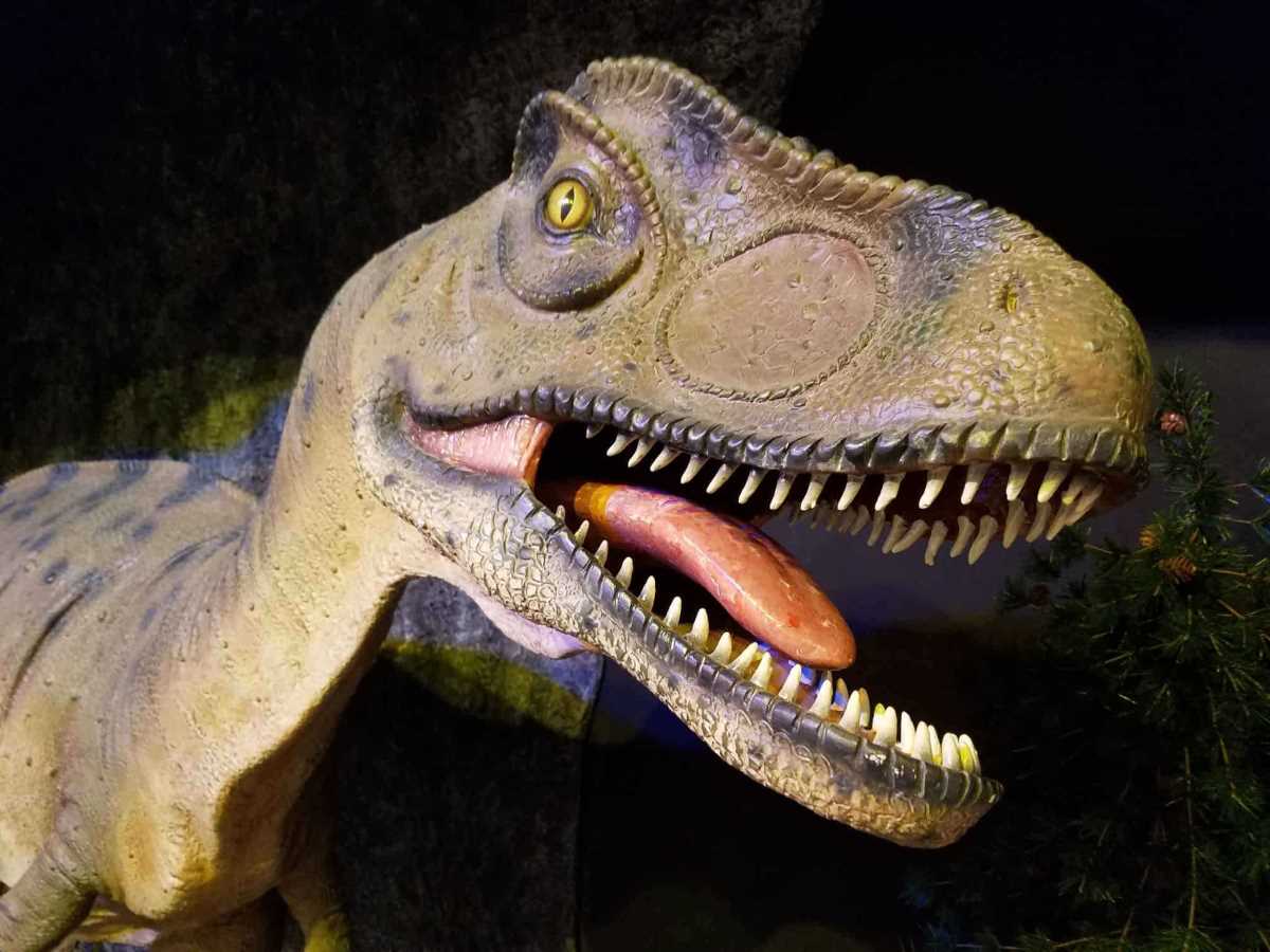 Allosaurus Face (2)