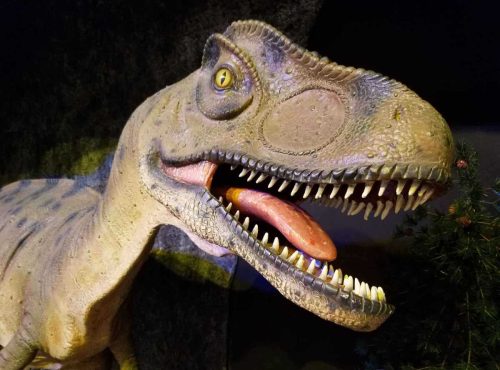 Allosaurus Face (2)
