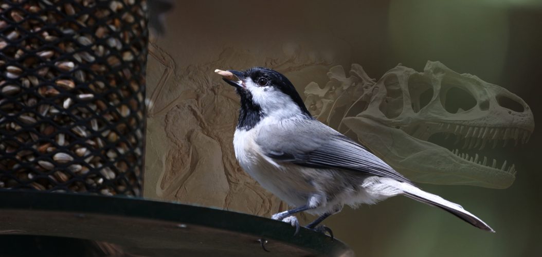georgeb2-chickadee-8275901_2
